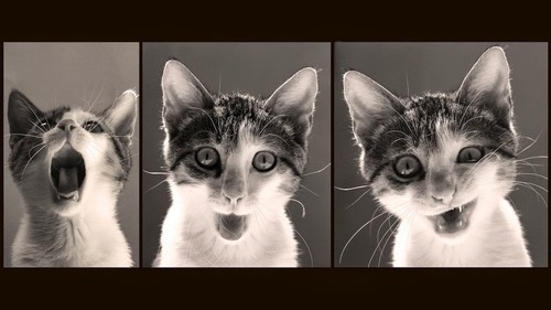 PhotoBoothCat