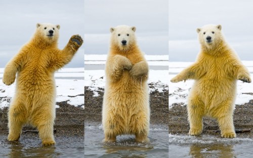 dancing-polar-bear_2327218k