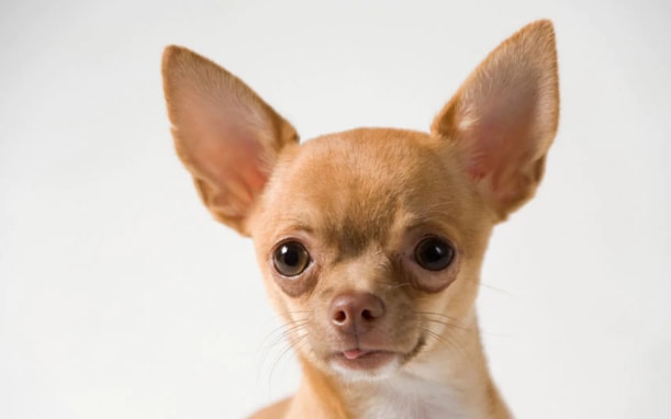TheMurderedChihuahua
