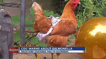 ChickenSalmonella